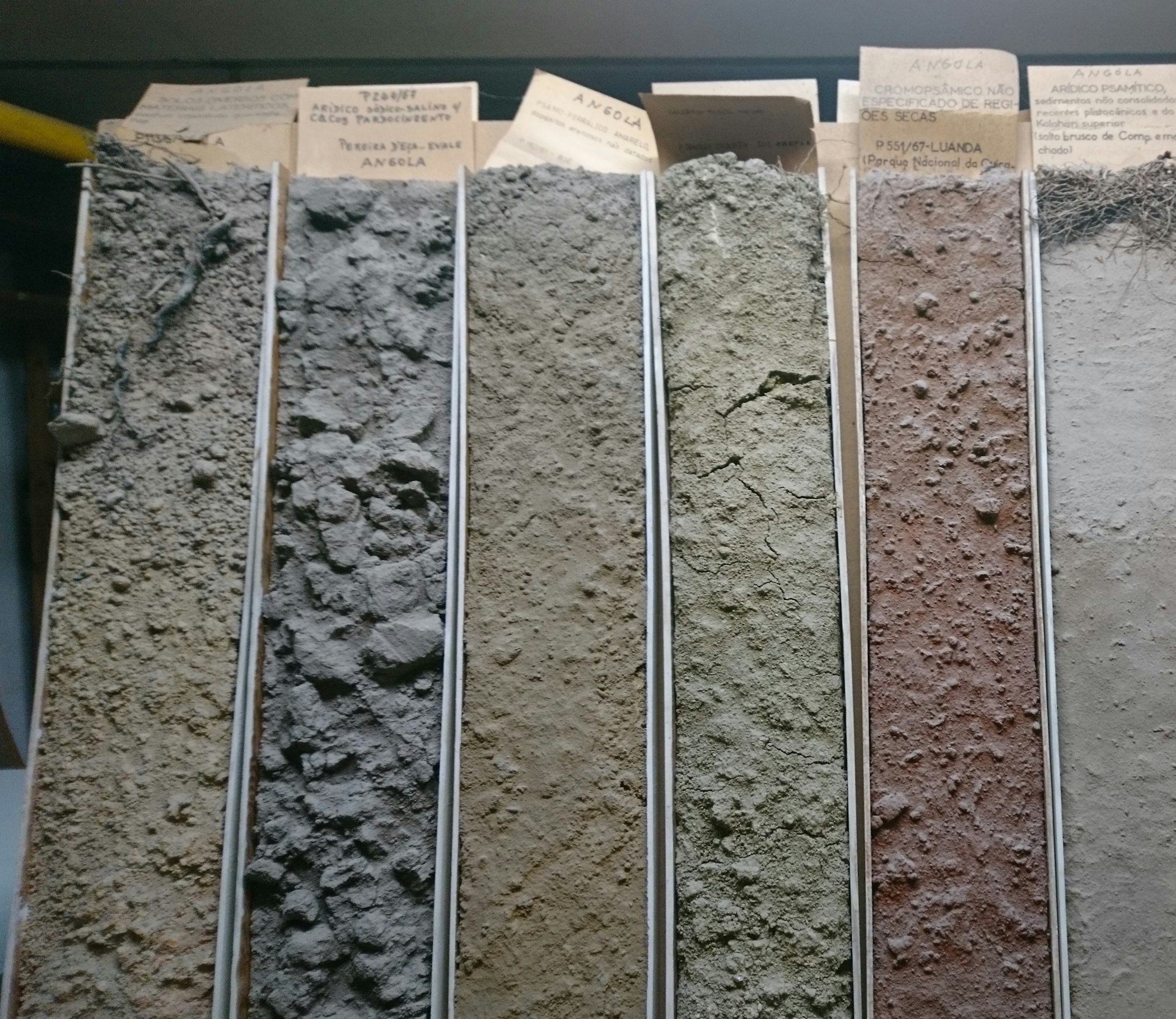 Ruivo Free Soil
