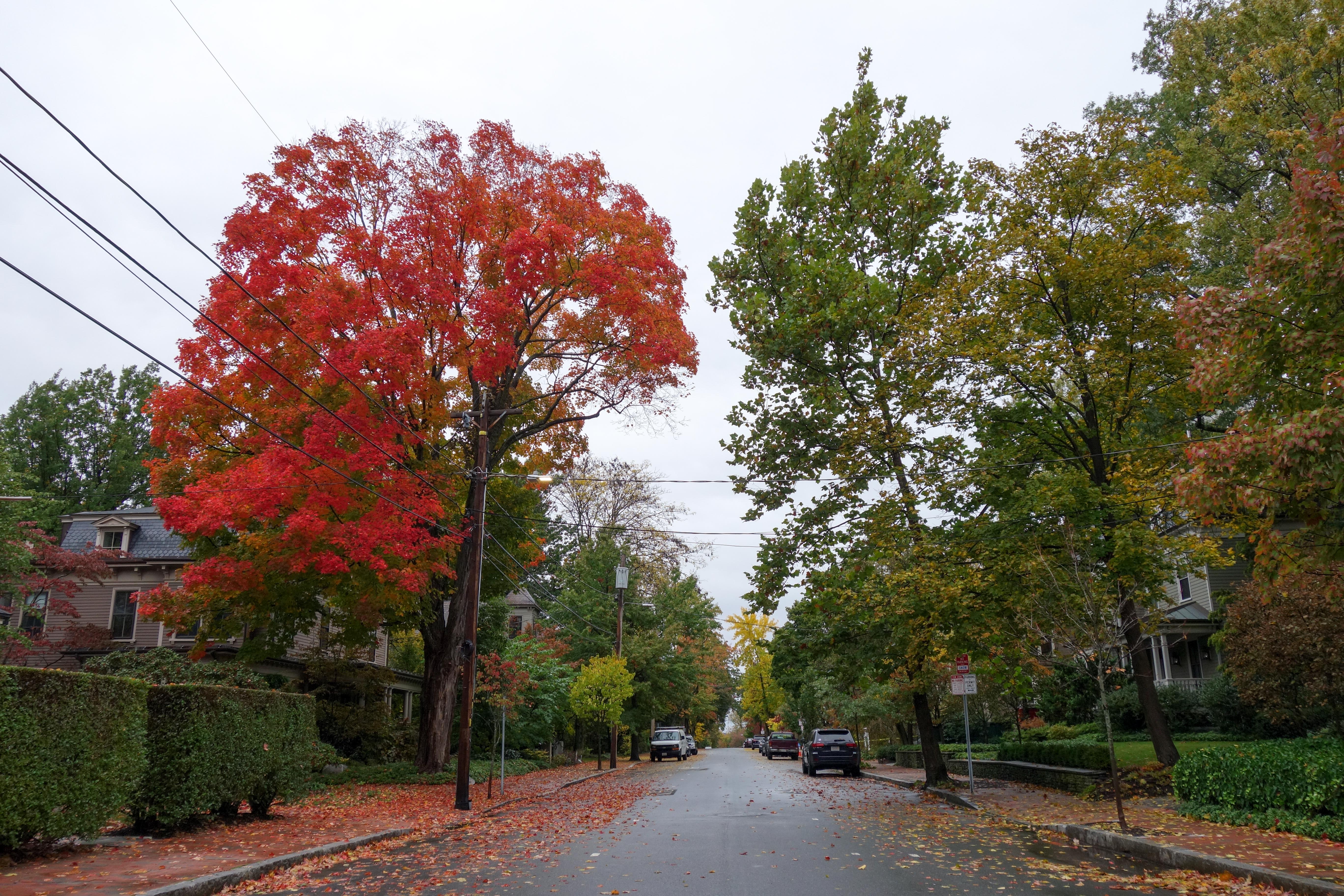 Wiig Cambridge Fall 2020 3