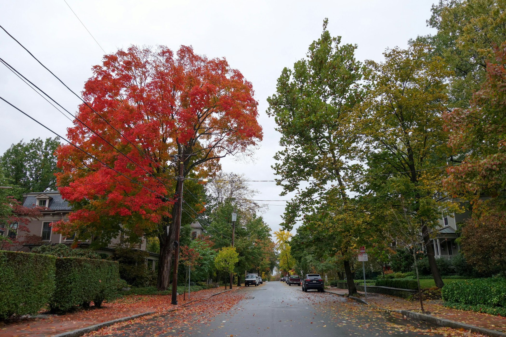 Wiig Cambridge Fall 2020 3
